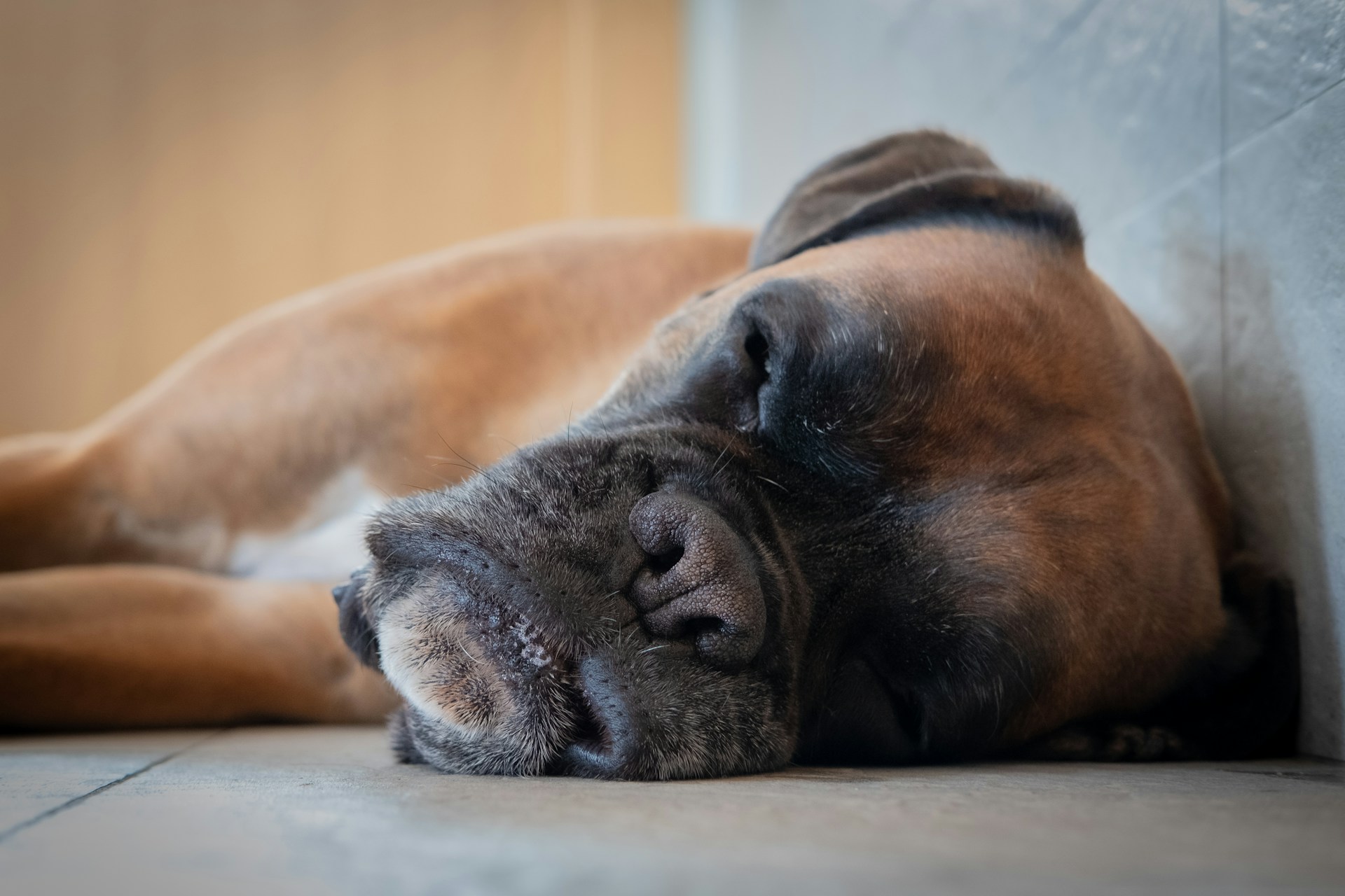 brown dog sleeping on floor