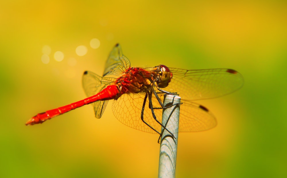 roseate skimmer