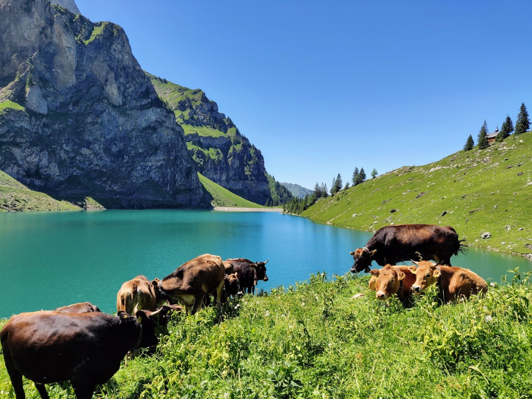 herd of cattle near the lake,