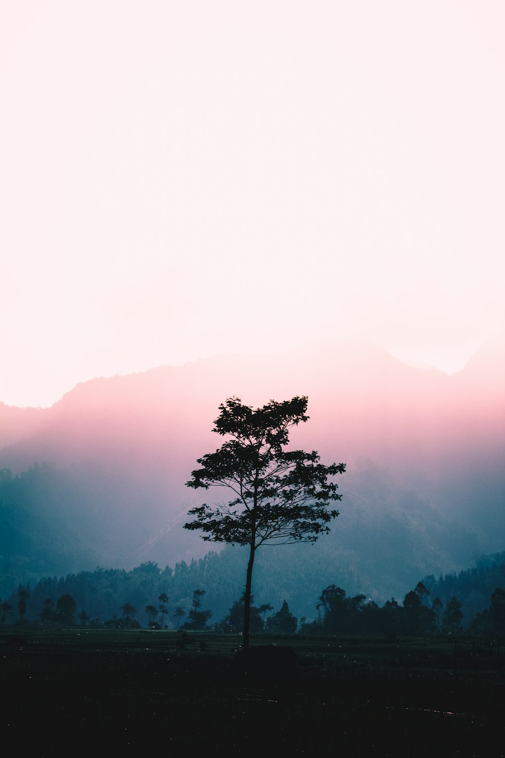 Albero verde attraverso la montagna nebbiosa