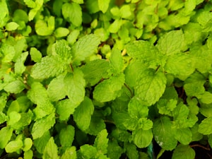 Peppermint Leaves