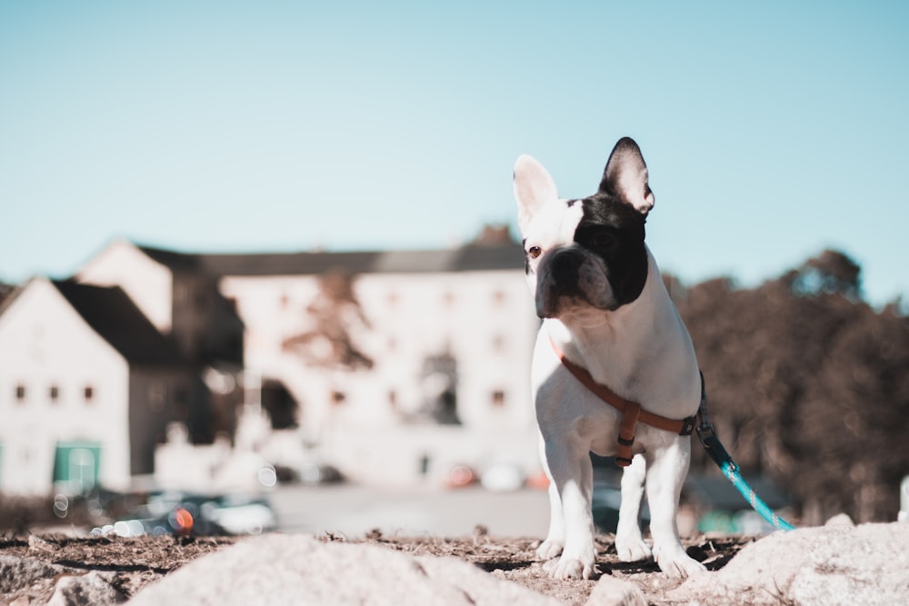 white and black dog near buildings