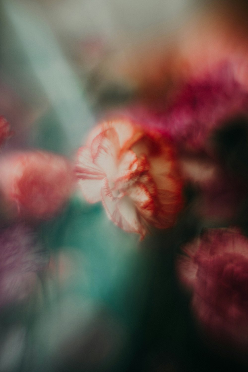 white and red petaled flowers