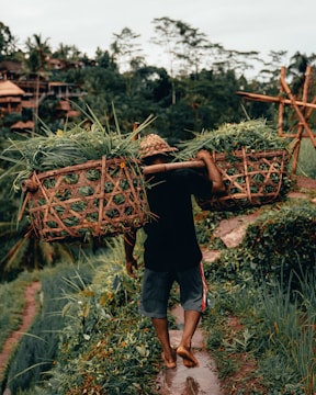 man carrying green crops