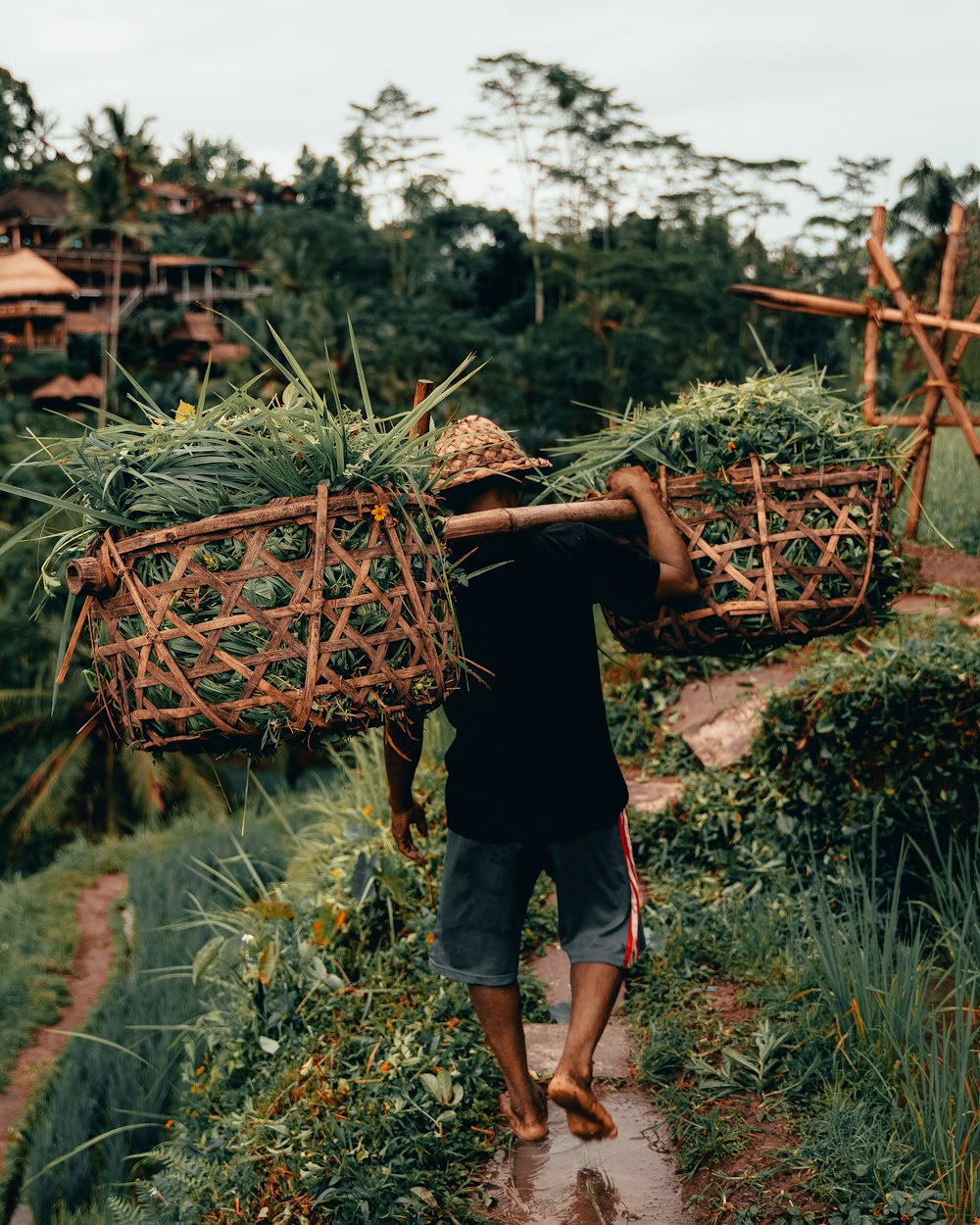 homem carregando plantações verdes