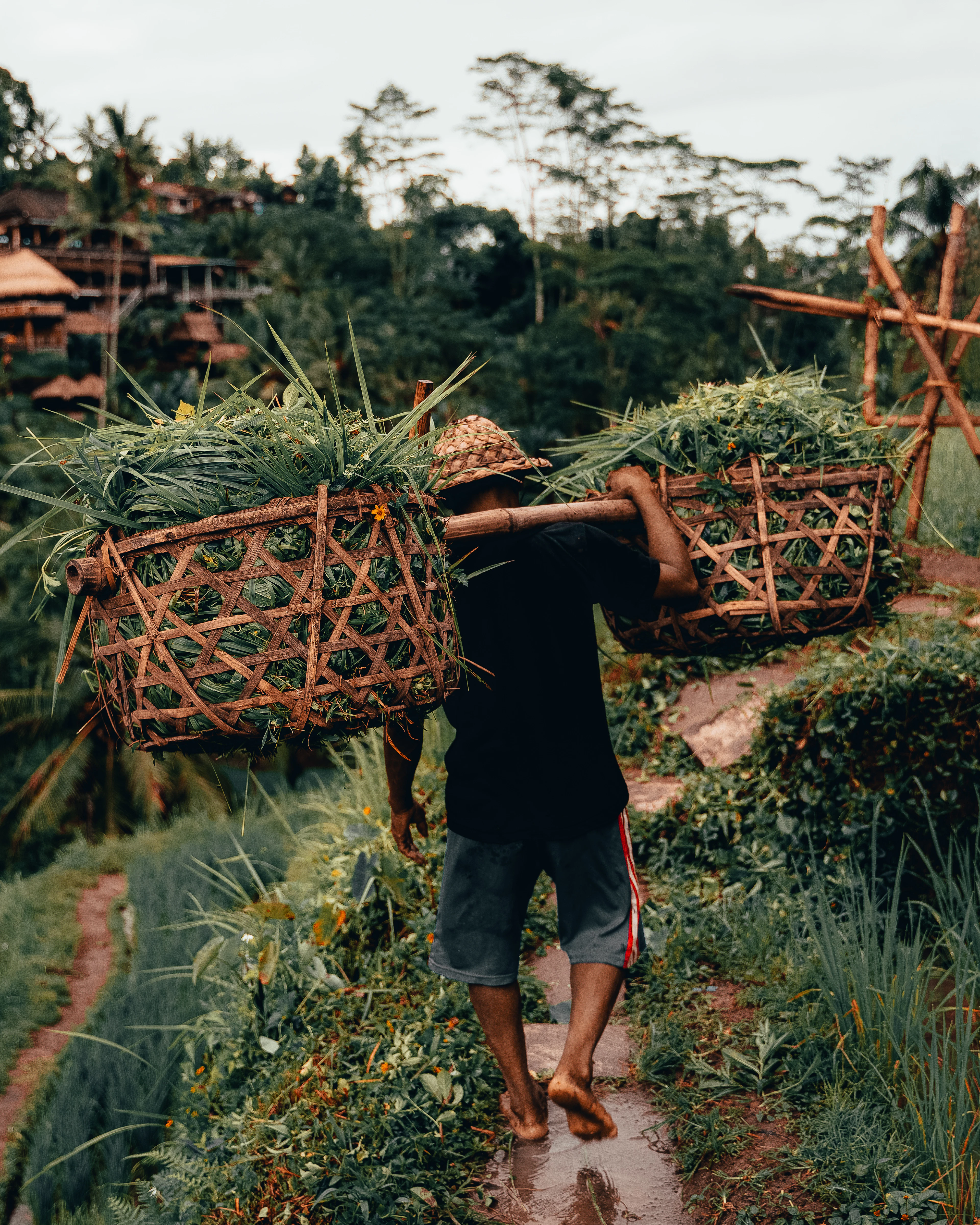A farmer carries two woven baskets of greens on a shoulder pole down a misty rice-terrace path.