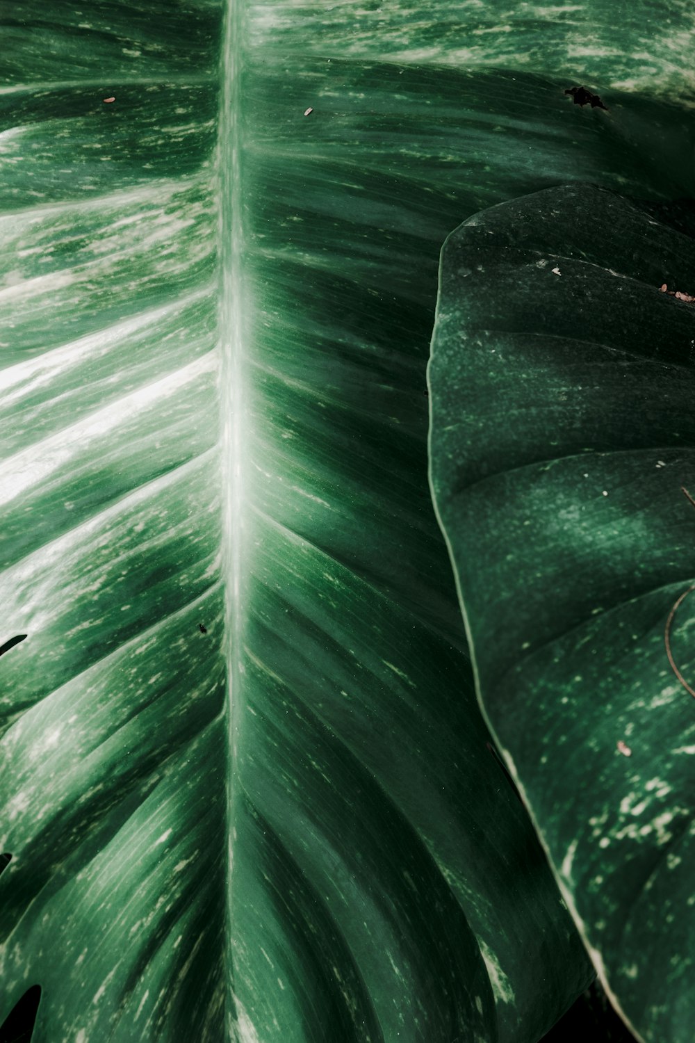 green leaf