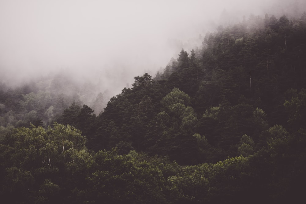 field of green trees