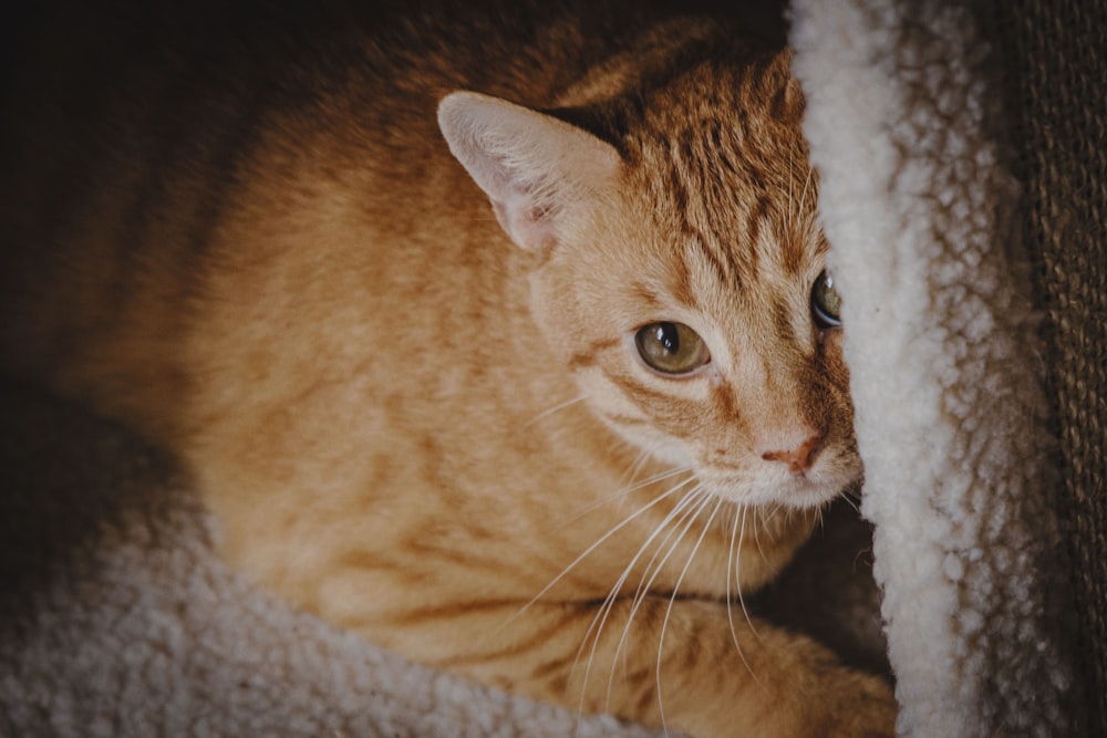 closeup photo of orange tabby cat