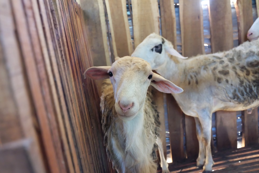 dos cabras blancas y marrones de pie junto a una superficie marrón