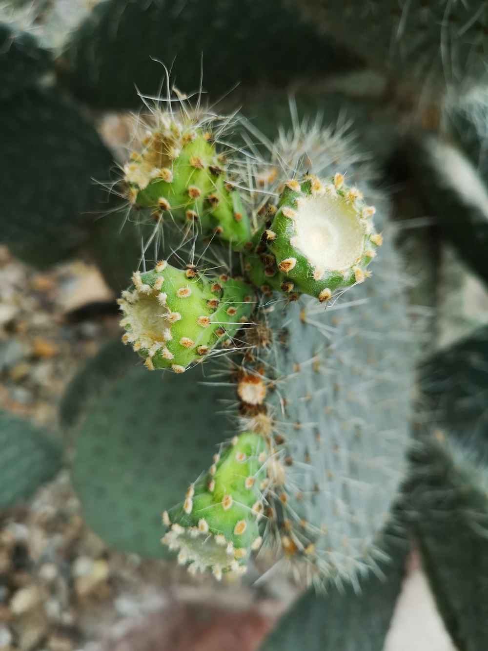 green cactus plants in close-up photo