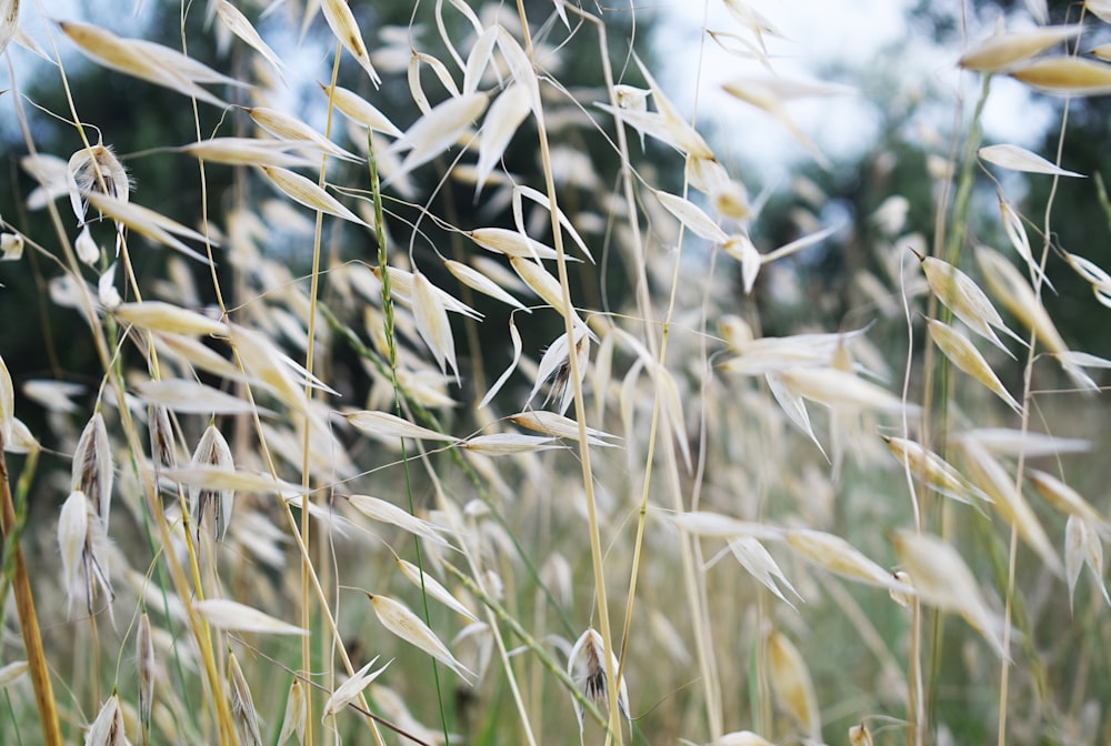 green grasses