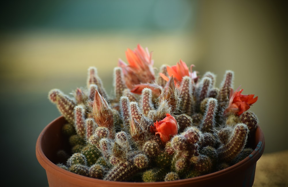 brown cactus plant