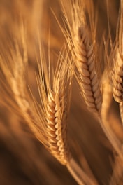 brown whey wheat