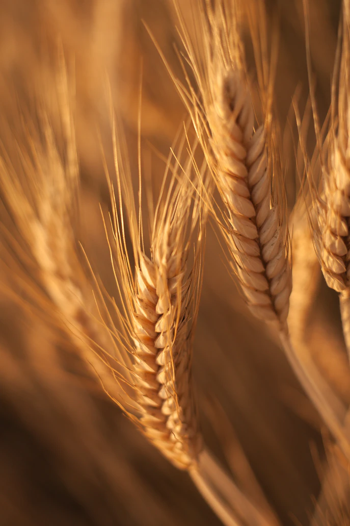 wheat country