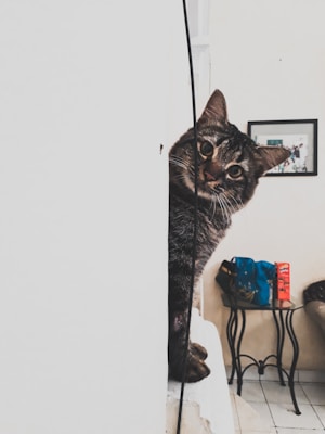 A tabby cat peeks around a white wall with a curious expression. In the background, there is a small black table with a blue bag and a red candy box. A framed picture hangs on the wall, partially visible.
