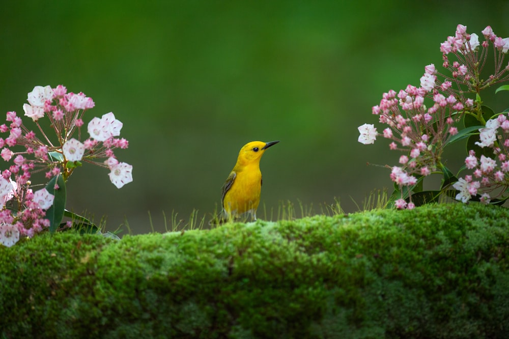 緑の芝生に黄色い鳥