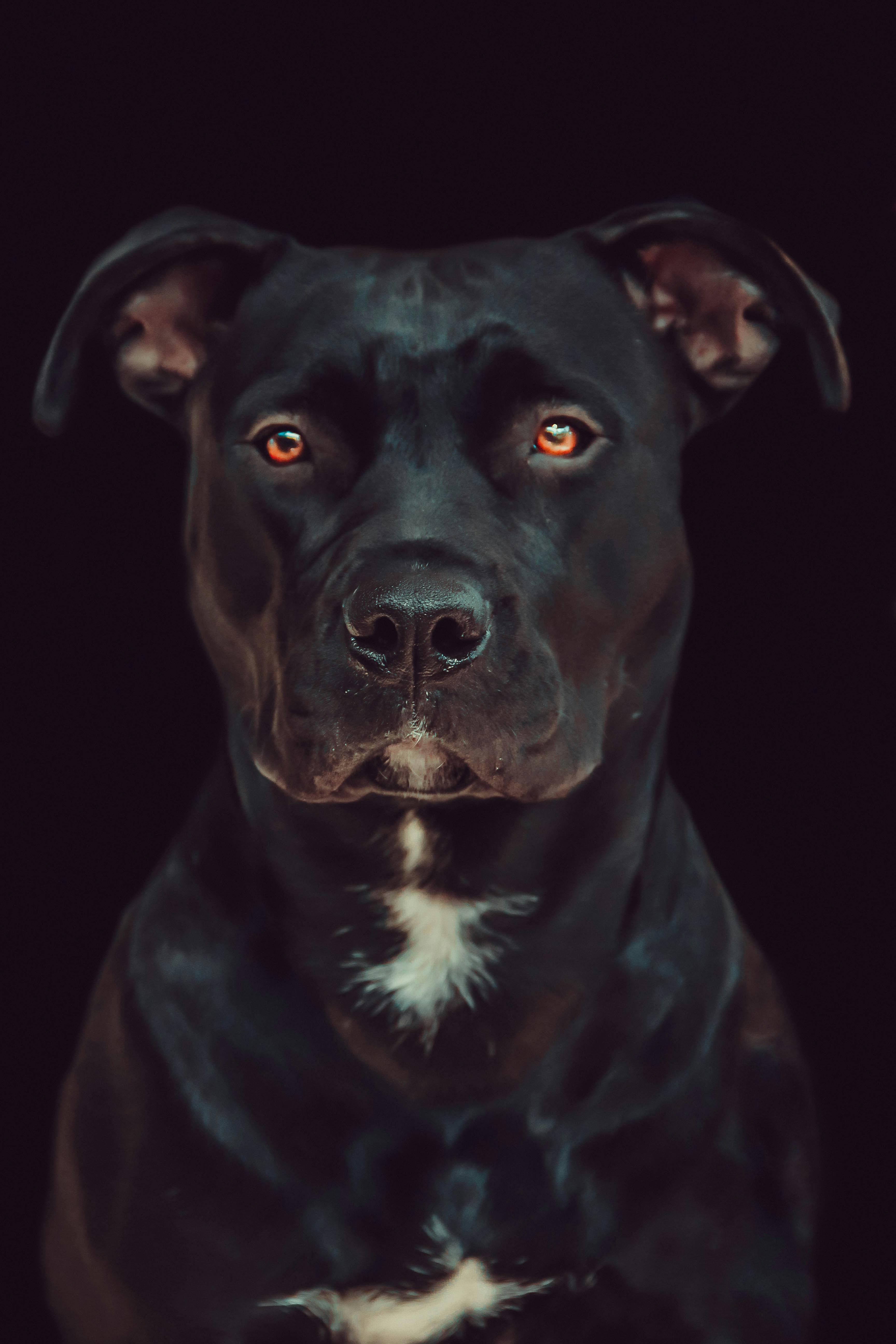 short-coated black dog