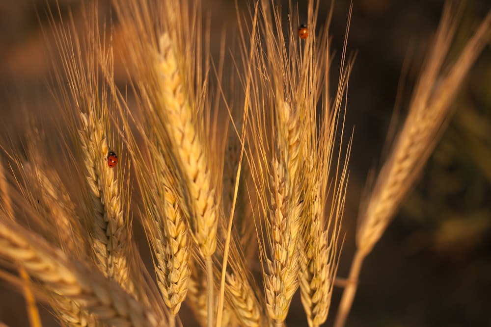 ladybug on brown grass