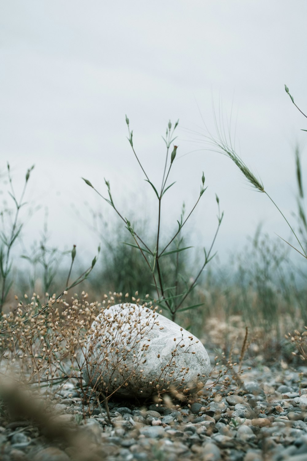 gray stone and green plant