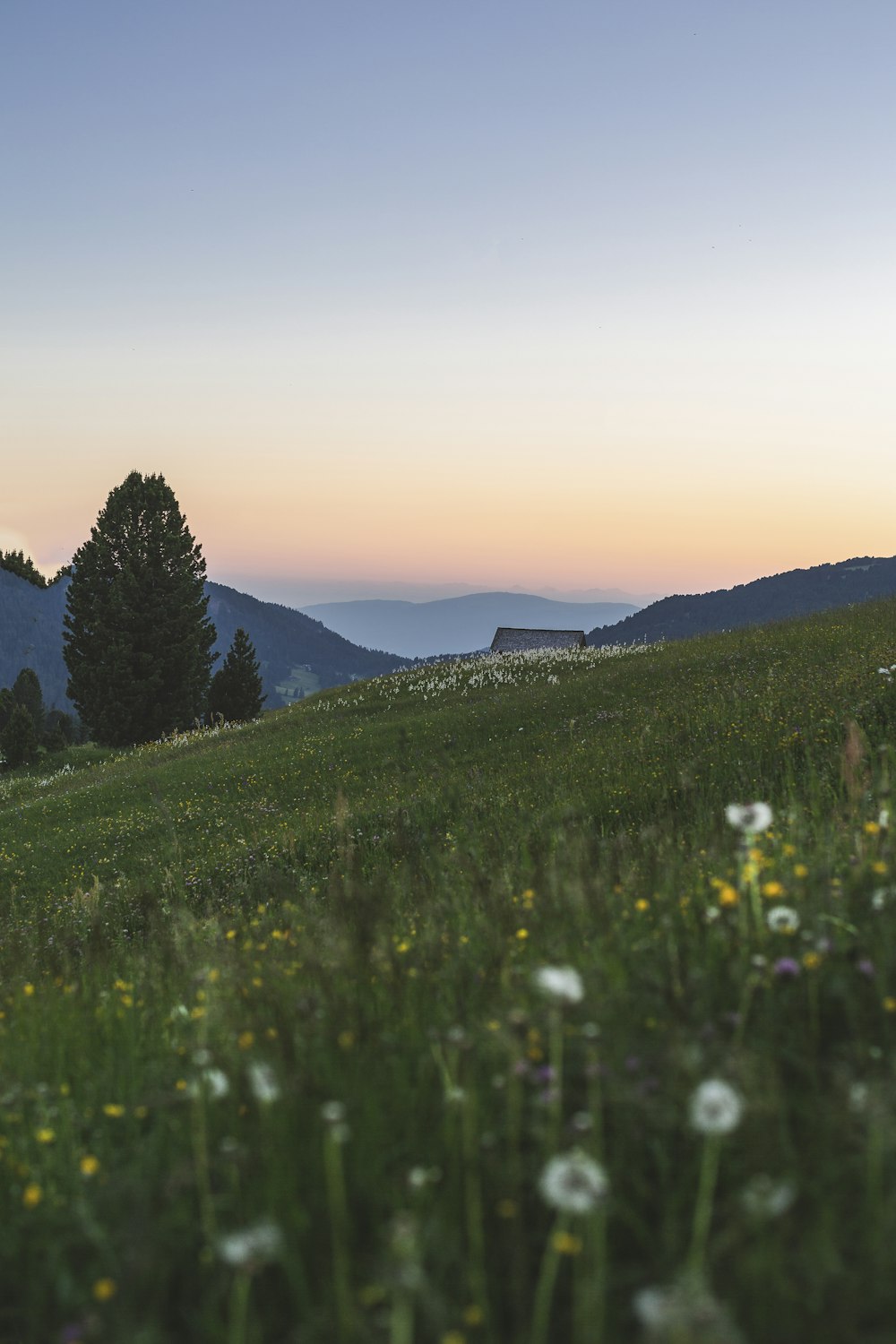 field of grass