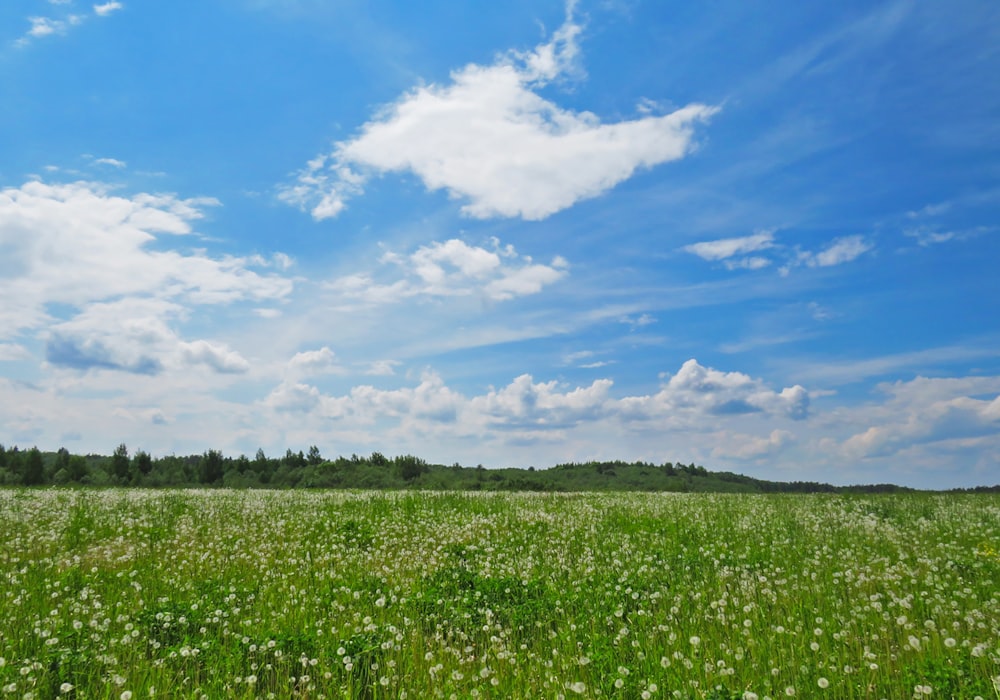 white petaled flower field