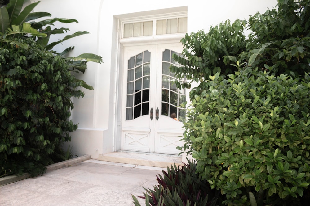 green-leafed plants