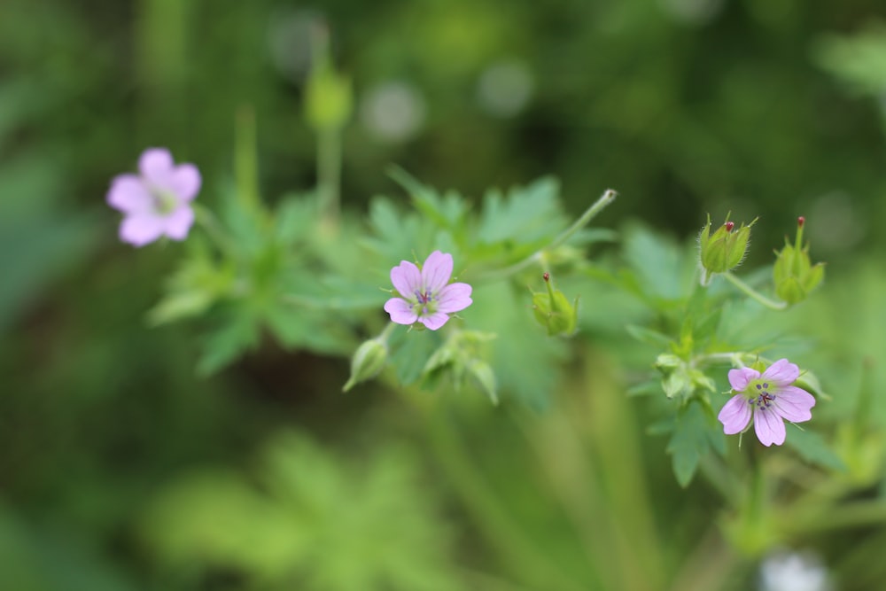 selective-focus photograph of pink-petaled flower