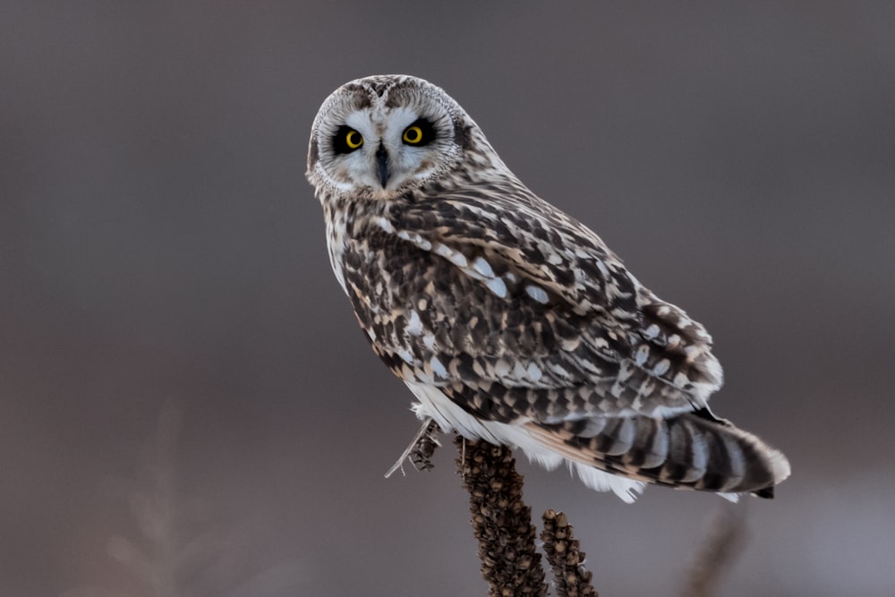 photo of brown and white owl