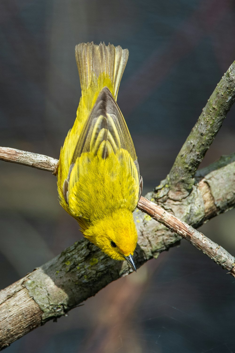 yellow bird perching on tree branch