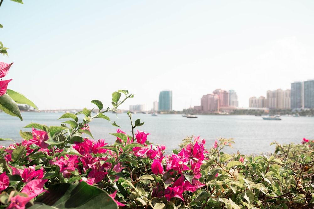 photo of purple flower and city scenery