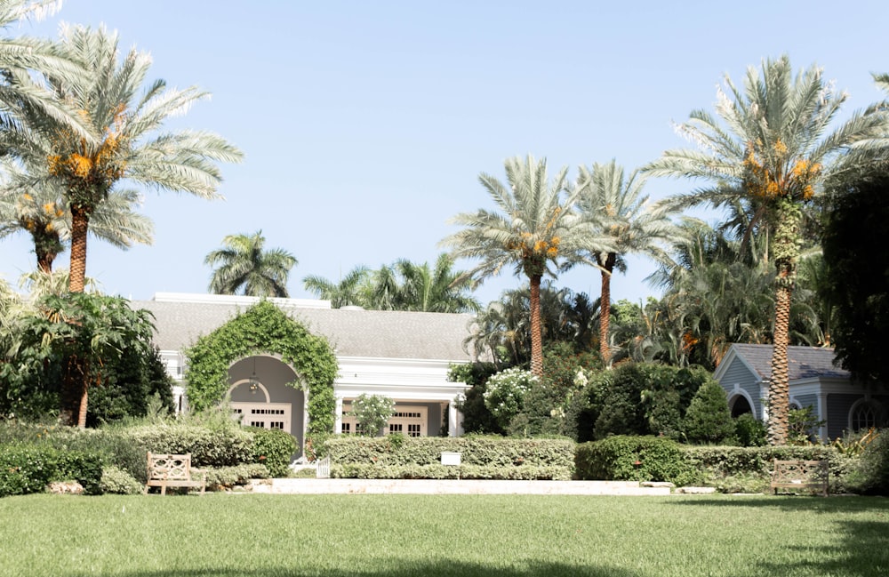 palm trees beside house