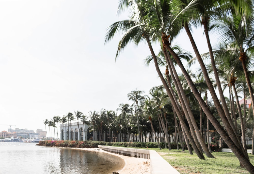 green coconut palm trees