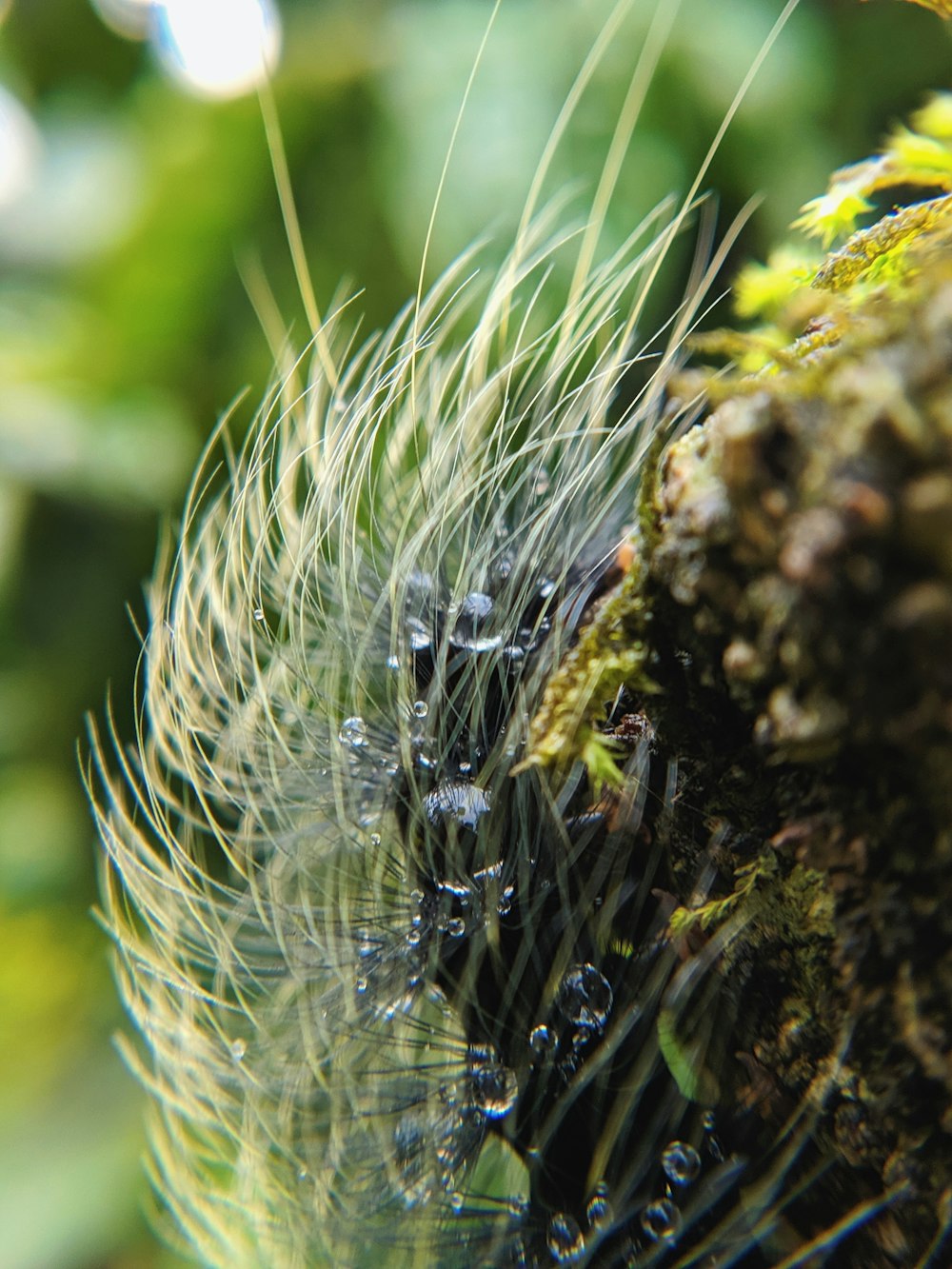 macrophotography of woolly caterpillar