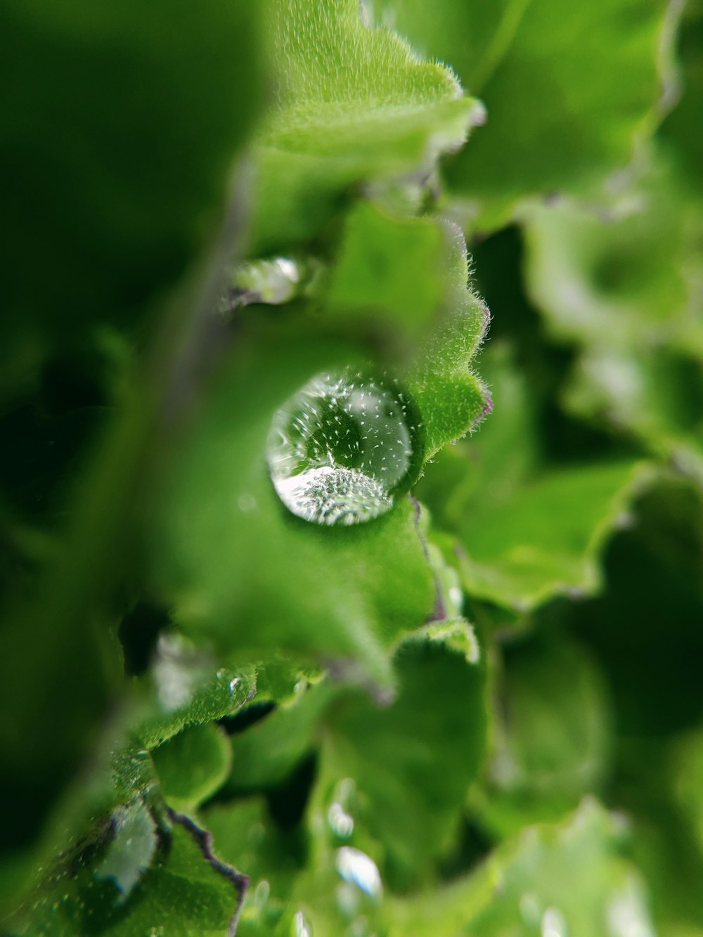 water droplet in a green leaf close-up photography