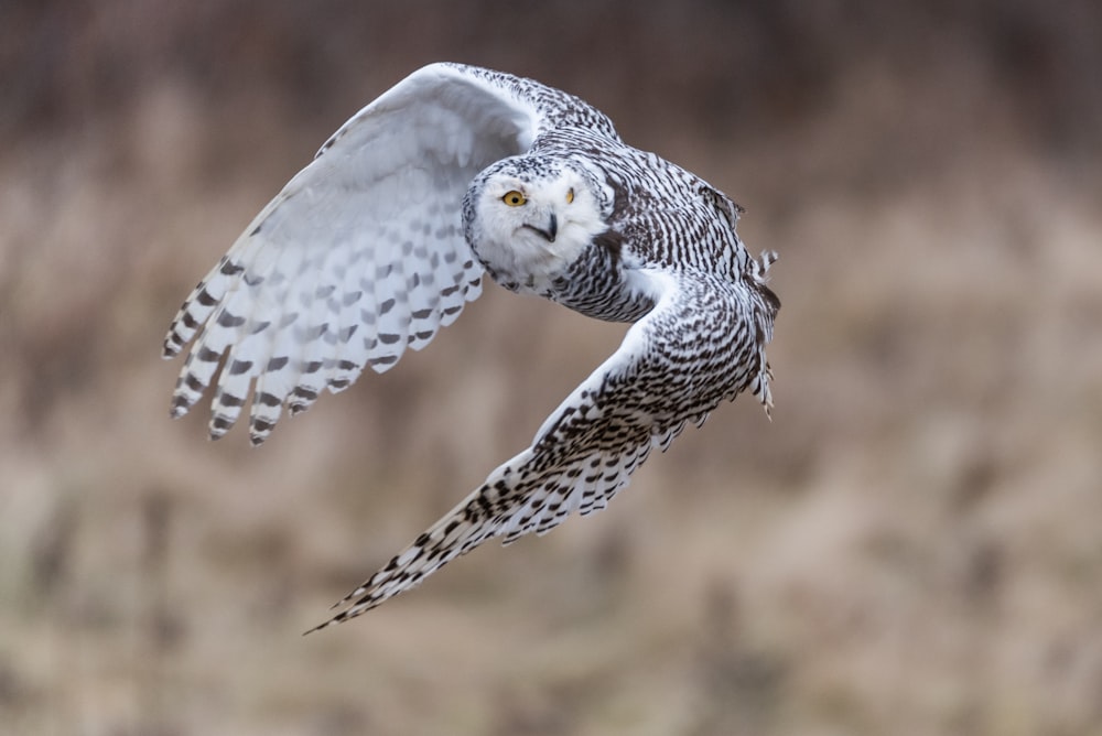 selective focus photography of female snowy owl during flight