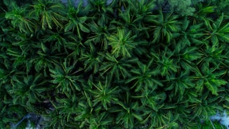 A dense canopy of lush green palm trees viewed from above, with intricate patterns formed by overlapping leaves and branches.