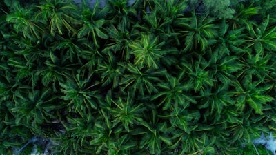 A dense canopy of lush green palm trees viewed from above, with intricate patterns formed by overlapping leaves and branches.