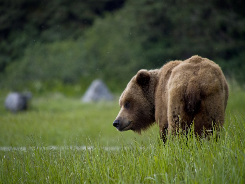 brown bear