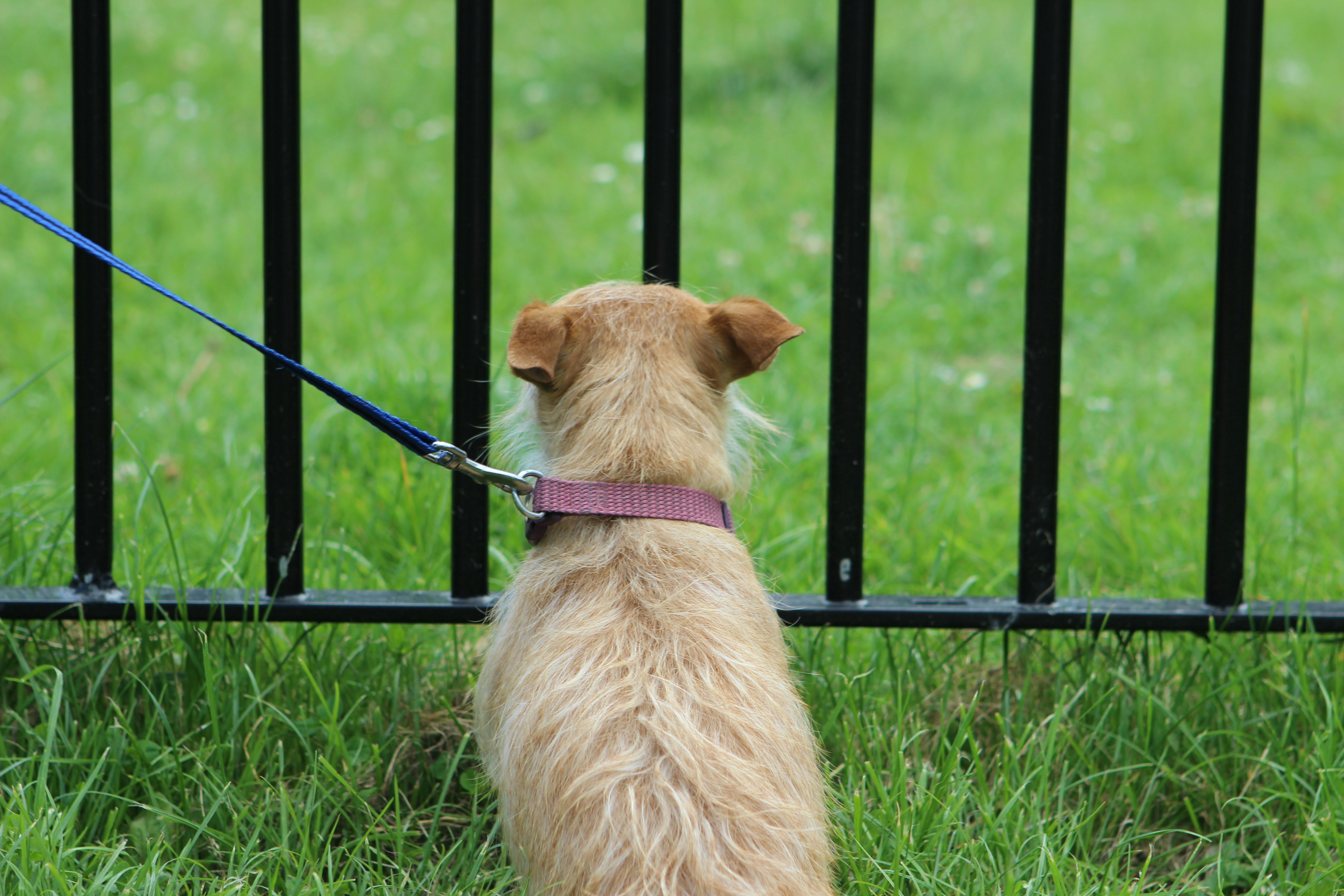 long-coated brown dog sitting on grass beside black metal fence