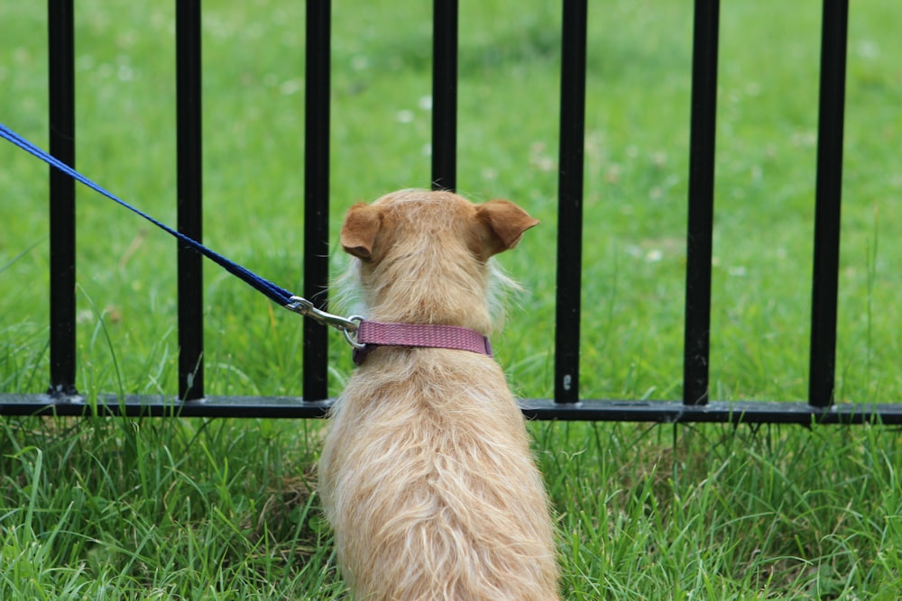 long-coated brown dog sitting on grass beside black metal fence