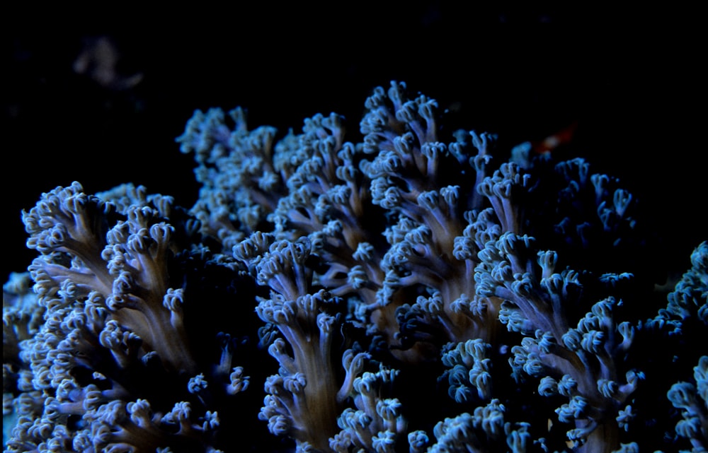 Blaue Korallen