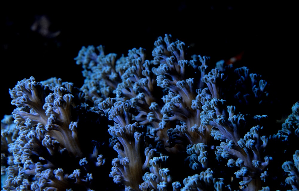 blue corals