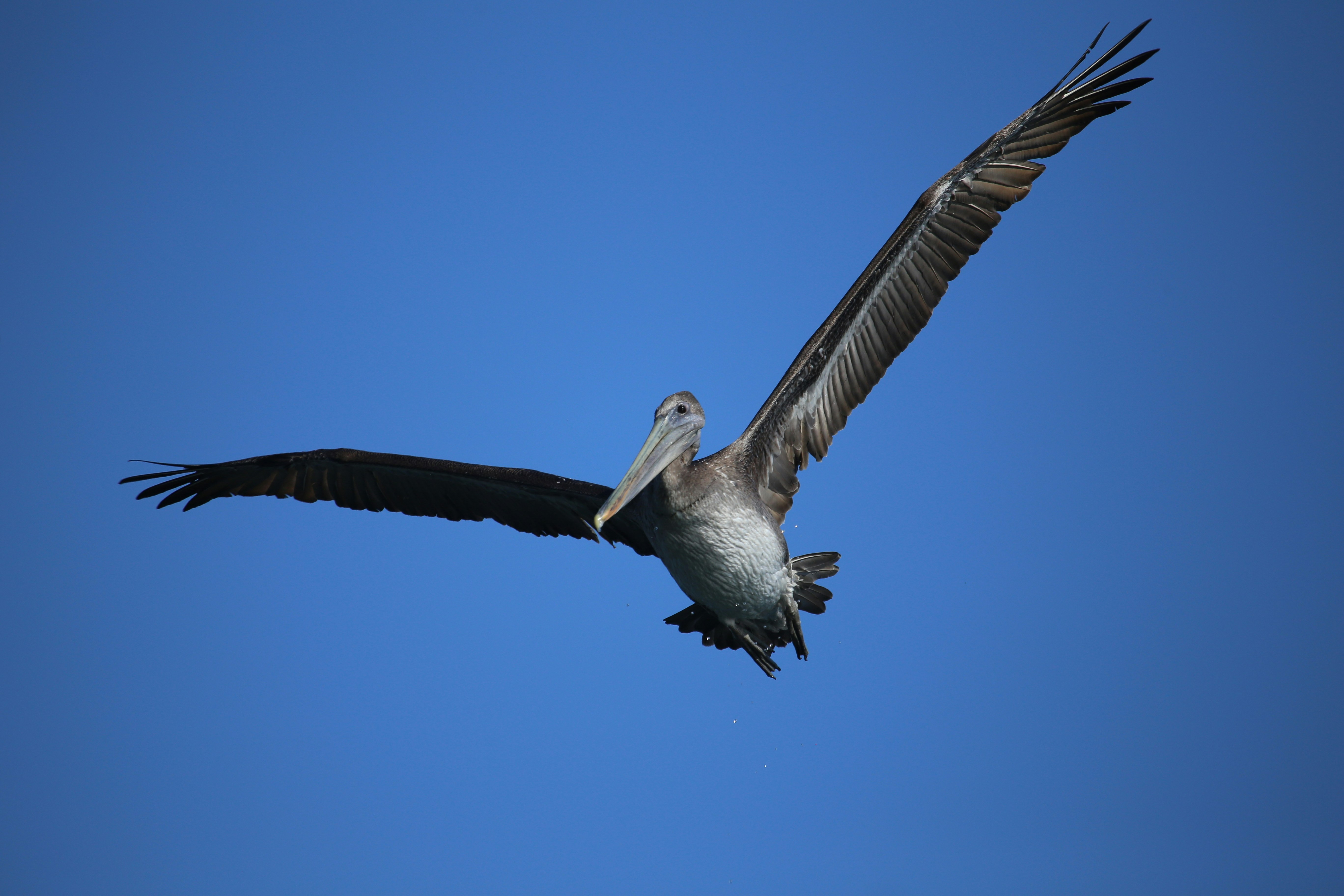 soaring gray pelican