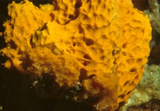 A bright orange coral-like structure with a porous surface and intricate texture is immersed in an underwater environment. The vivid color contrasts with the darker background, showcasing the natural beauty and complexity of marine life.