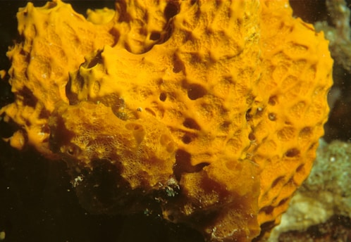 A bright orange coral-like structure with a porous surface and intricate texture is immersed in an underwater environment. The vivid color contrasts with the darker background, showcasing the natural beauty and complexity of marine life.