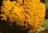A bright orange coral-like structure with a porous surface and intricate texture is immersed in an underwater environment. The vivid color contrasts with the darker background, showcasing the natural beauty and complexity of marine life.