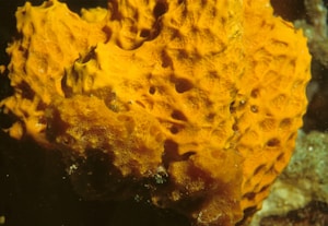 Purple Acropora WYSIWYG