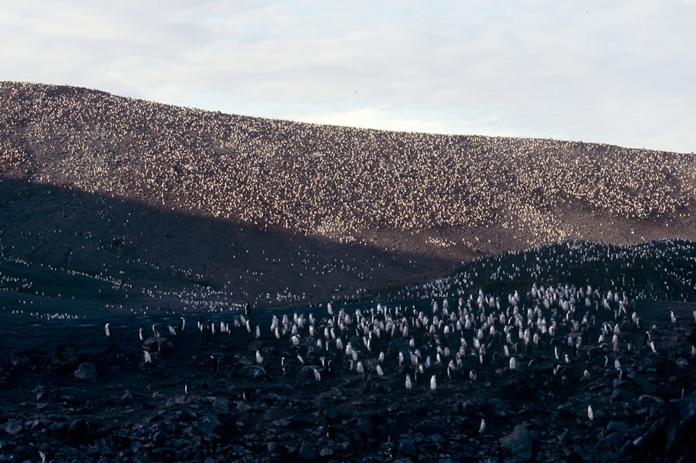 Colony of chinstrap penguins