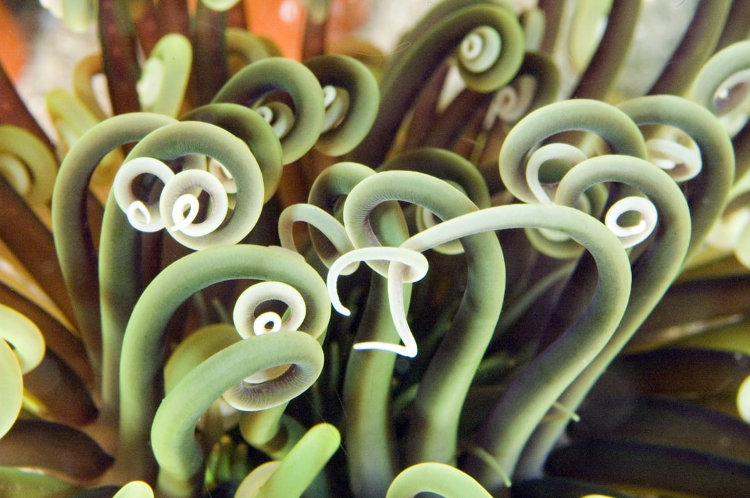 Sea anemone (Ceriantheopsis americanus) closeup at Gray's Reef. 
